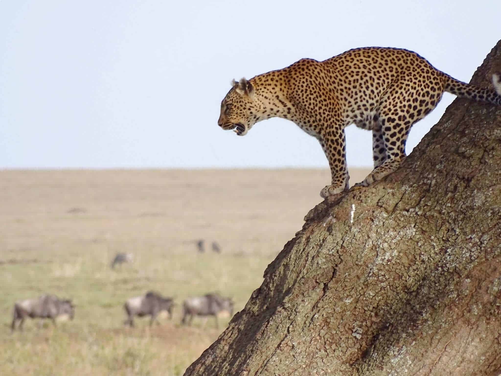 Serengeti
